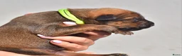 Mixed Breed dogs for sale: 🔥 PH1 BULLHERDERS BREEDING 🔥 - Advert 21