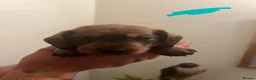 Dachshund dogs for sale: Teckel puppies for sale - Advert 12