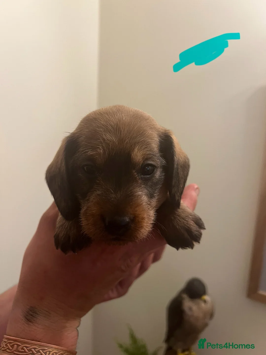 Dachshund dogs for sale: Teckel puppies for sale - Advert 12