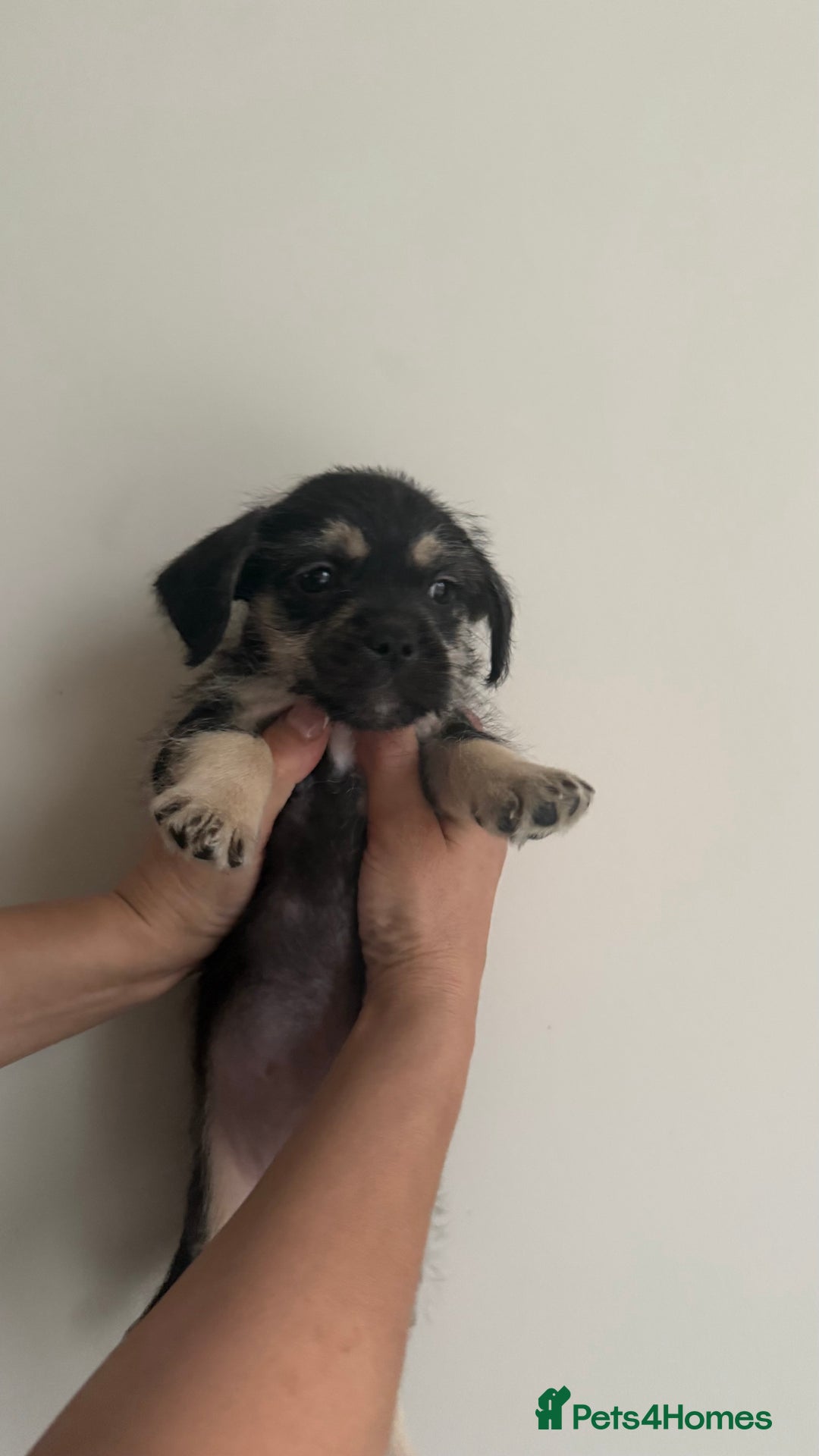 Mixed Breed dogs for sale: 6 fluffy frenchie cross puppies - Image 28