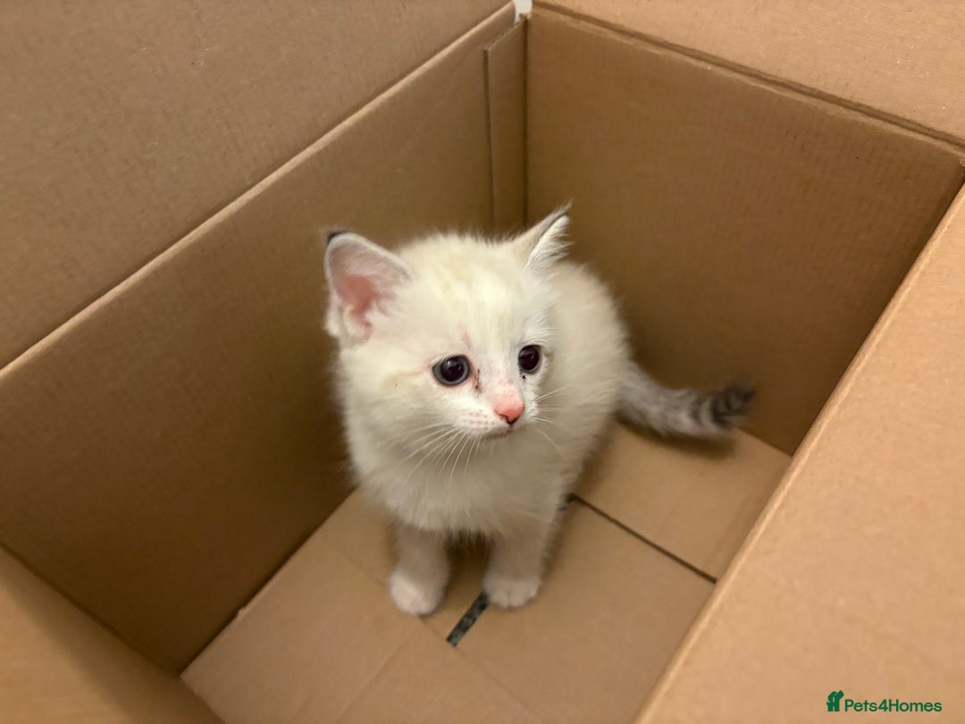 Mixed Breed cats for sale: Ragdoll cross kittens  - Advert 10