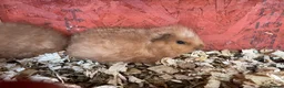 Guinea Pig rodents for sale: Fluffy piggies  - Advert 2