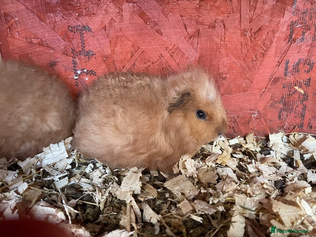 Guinea Pig rodents for sale: Fluffy piggies  - Advert 2
