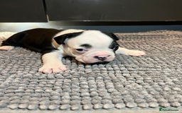 French Bulldog dogs for sale: ♥️Litter of 6 French Bulldog Puppies♥️ - Advert 15