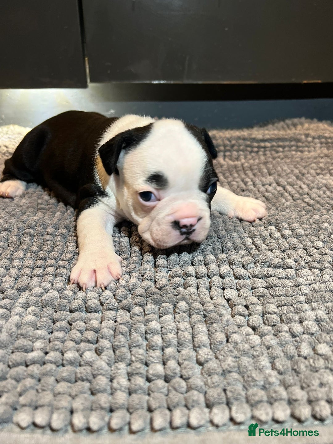 French Bulldog dogs for sale: ♥️Litter of 6 French Bulldog Puppies♥️ - Advert 15