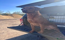 Labrador Retriever dogs for stud: FULLY HEALTH TESTED DARK RED STUD in Tadcaster - Image 12