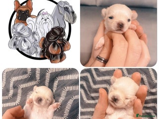 Mixed Breed dogs OUTSTANDING TINY GIRL MALCHIS - Advert 4