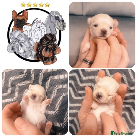 Mixed Breed dogs - Advert 7