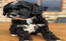 Cavapoo dogs for sale: Beautiful purebred Cavapoo Puppies - Image 14