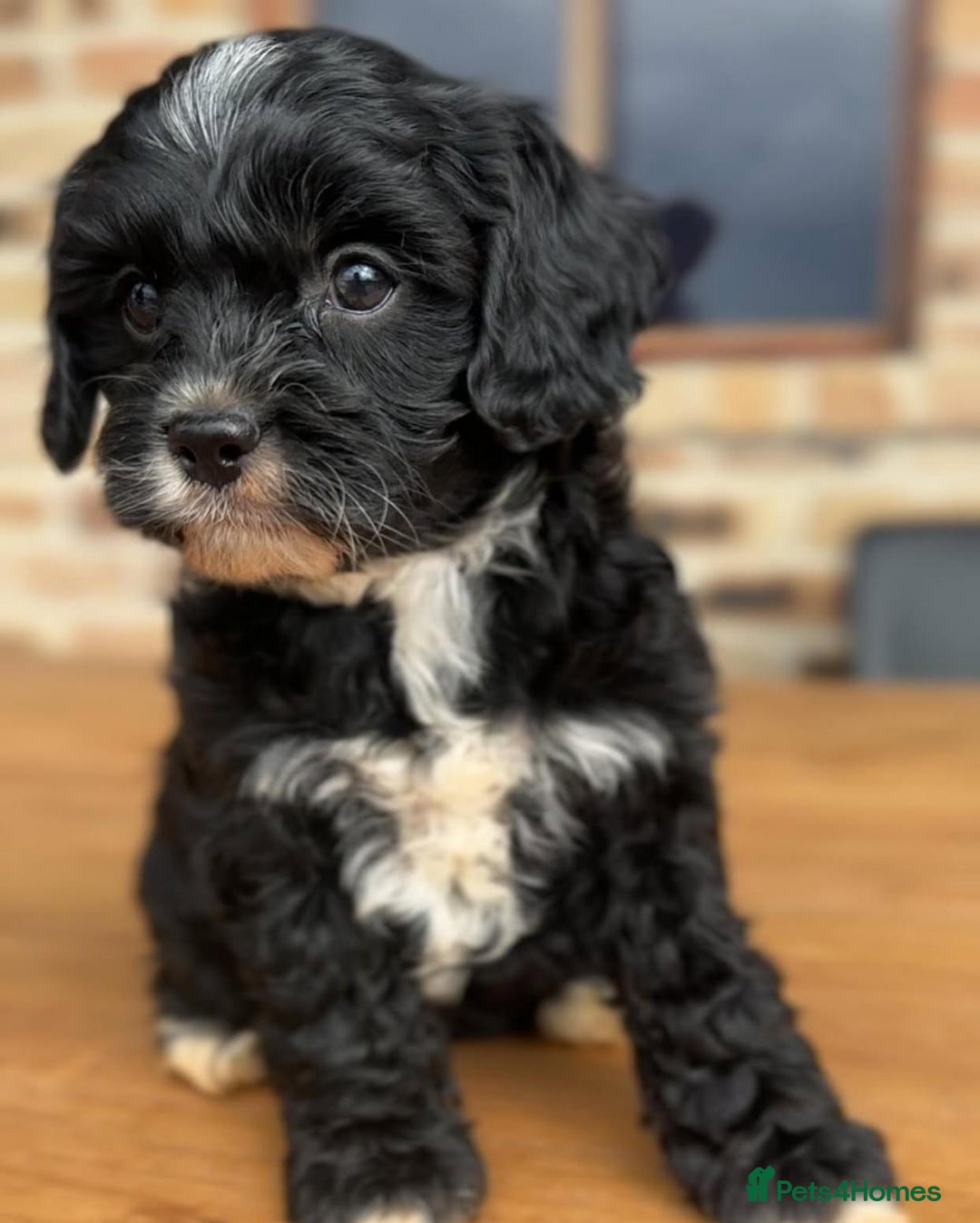 Cavapoo dogs for sale: Beautiful purebred Cavapoo Puppies - Image 14