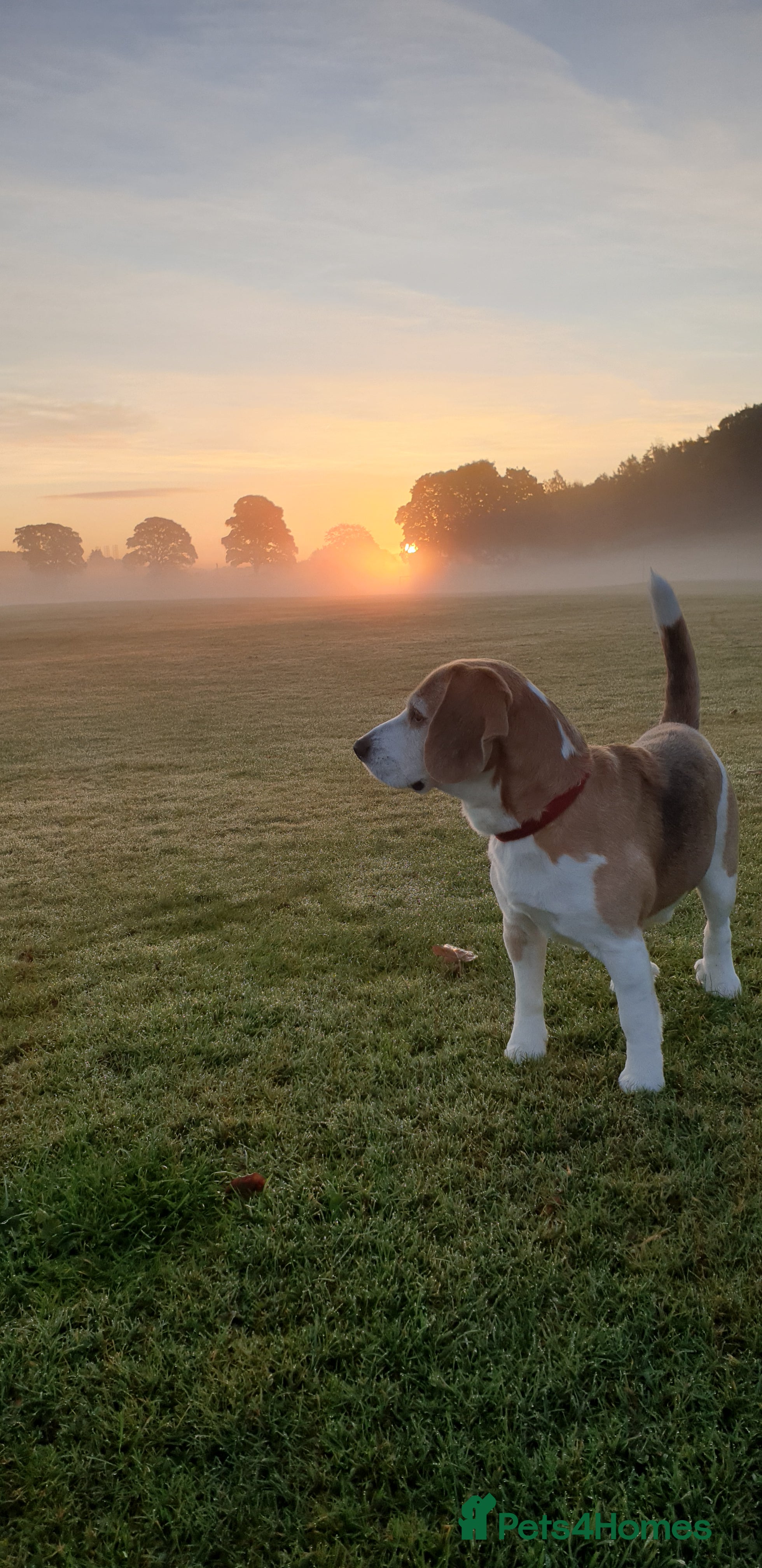 Beagle dogs Forrest the Beagle in Dundee - Advert 3