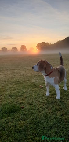 Beagle dogs in Dundee - Advert 1