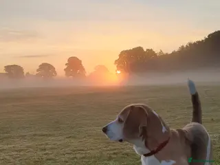 Beagle dogs Forrest the Beagle in Dundee - Advert 1