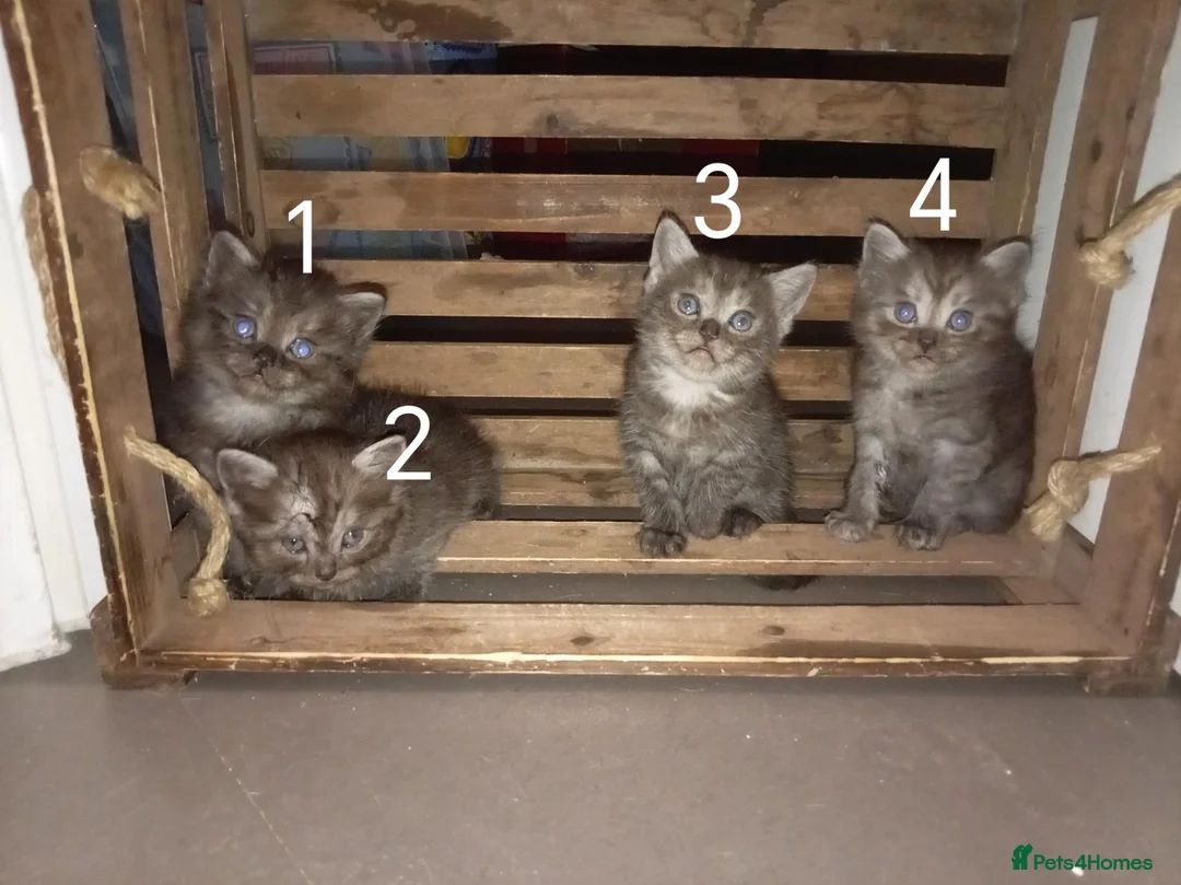 Mixed Breed cats for sale: Beautiful ragdoll x British short hair kittens  - Advert 2