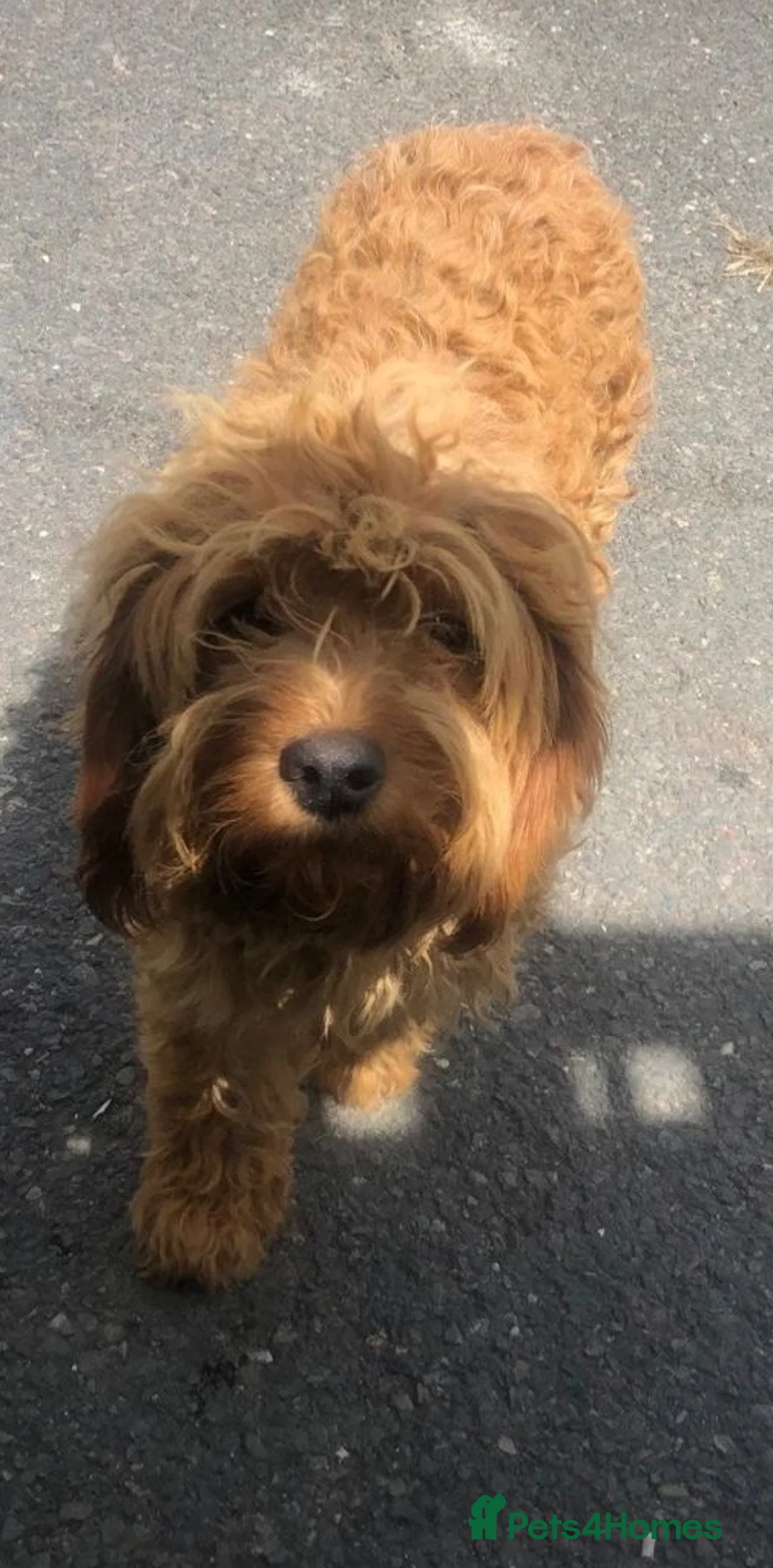 Mixed Breed dogs for sale: Cavapoo miniature  - Advert 12