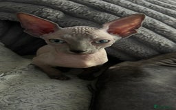 Sphynx cats for sale: Fantastic kittens are looking for new homes. - Image 7