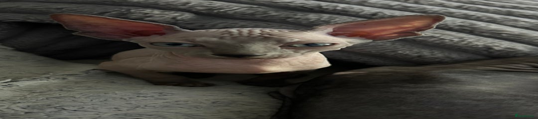 Sphynx Kitten 3
