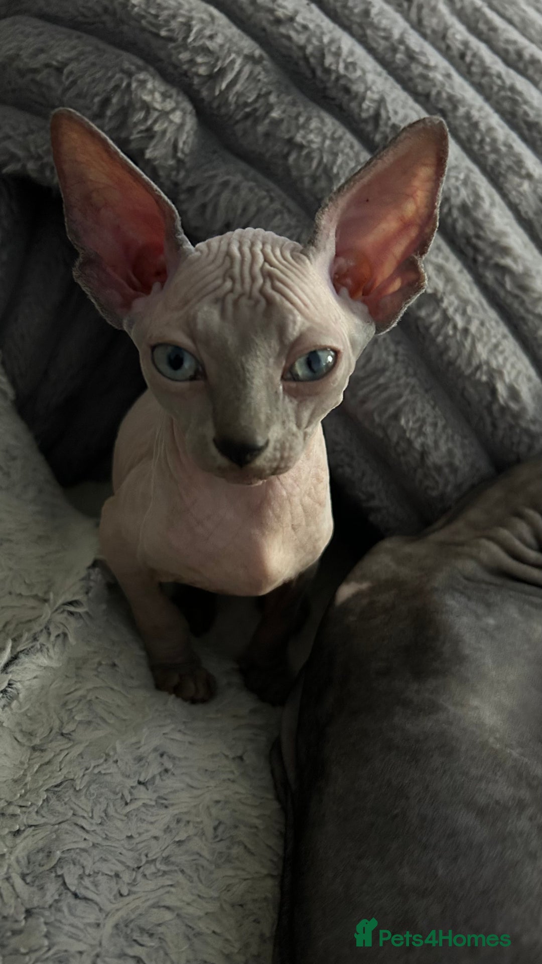 Sphynx cats for sale: Fantastic kittens are looking for new homes. - Image 7