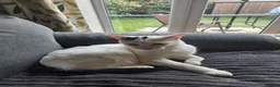 British Shorthair cats for sale: White short haired British cat - Advert 1