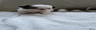 Chihuahua 1