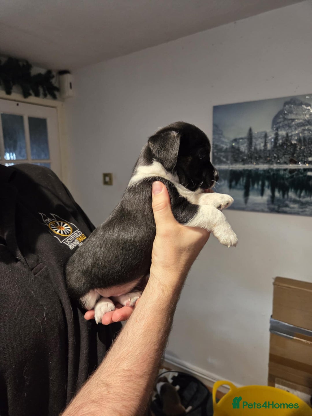 Jack Russell dogs for sale: 3 remaining pups - Image 4