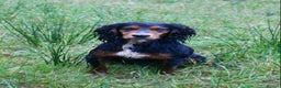 Cocker Spaniel dogs for stud: Health Tested Black & Tan W/Cocker Spaniel Stud in Totnes - Advert 3