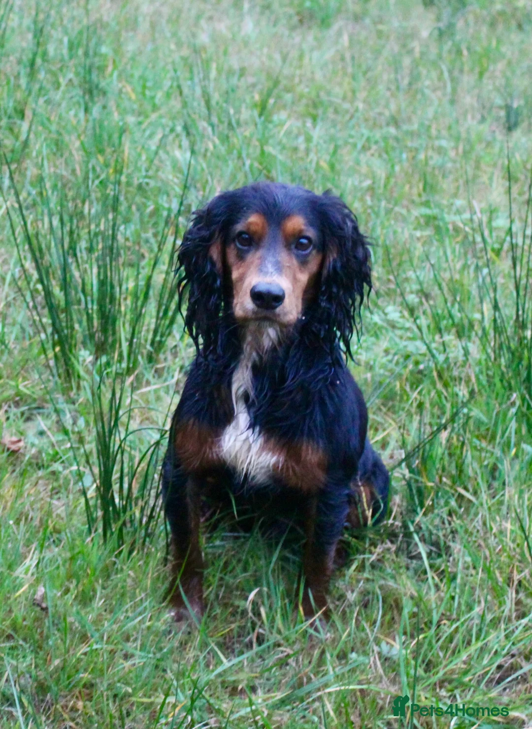 Cocker Spaniel dogs for stud: Health Tested Black & Tan W/Cocker Spaniel Stud in Totnes - Advert 3