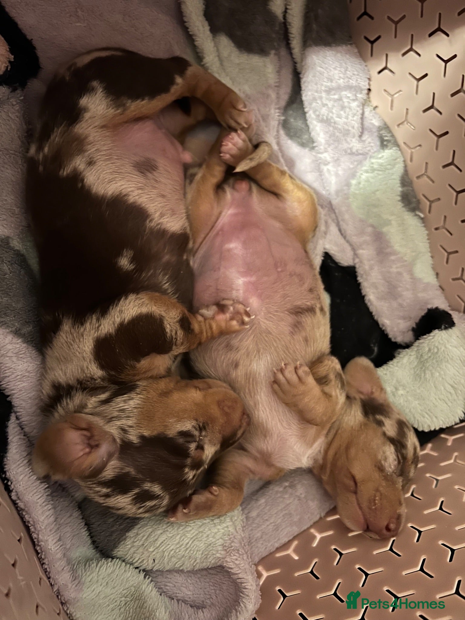Miniature Dachshund dogs Miniature dachshund puppies  - Advert 6