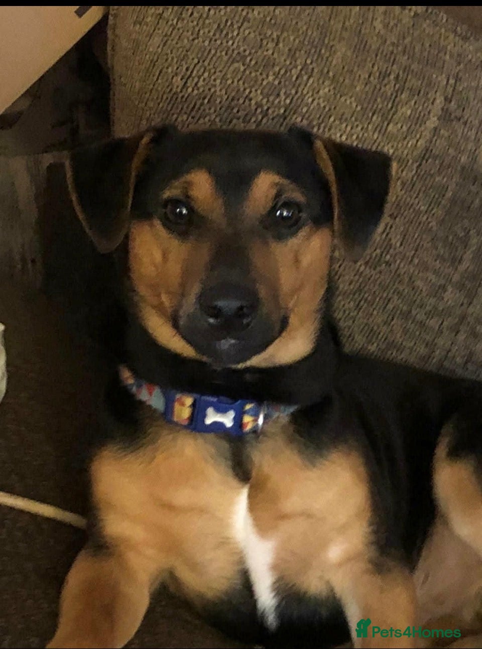 Jack Russell dogs Denzel the Jack Russell. .. new to the studd world - Advert 2