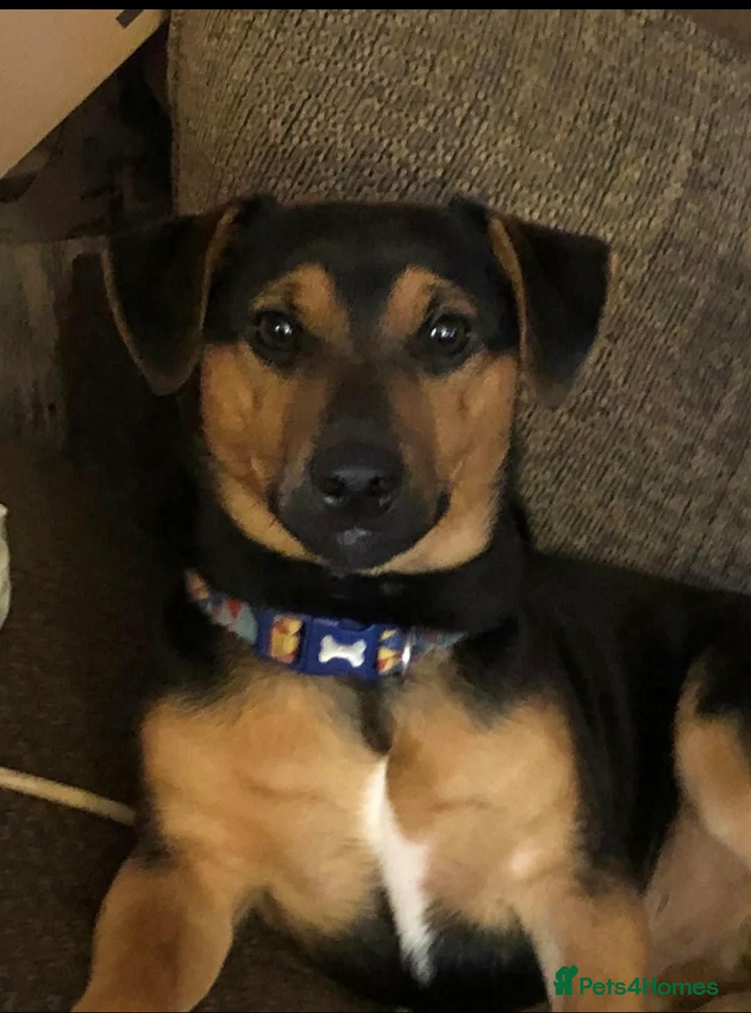 Jack Russell dogs for stud: Denzel proven Jack Russell.. new to the stud world - Advert 1