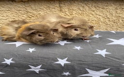 Guinea Pig rodents for sale: 2 girl pairs - Image 2