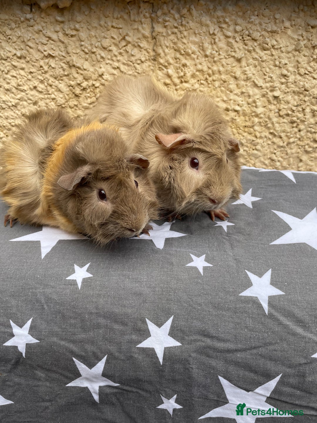 Guinea Pig rodents for sale: 2 girl pairs - Image 2