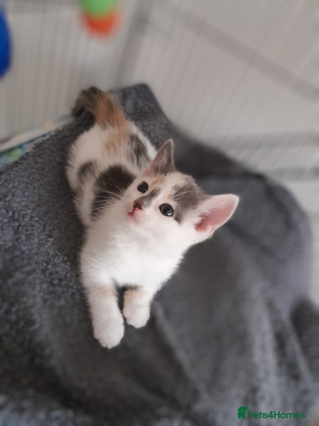 Mixed Breed cats for sale: Beautifully marked kittens  - Image 4