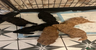 Shihpoo dogs - Advert 7