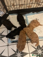 Shihpoo dogs - Advert 7