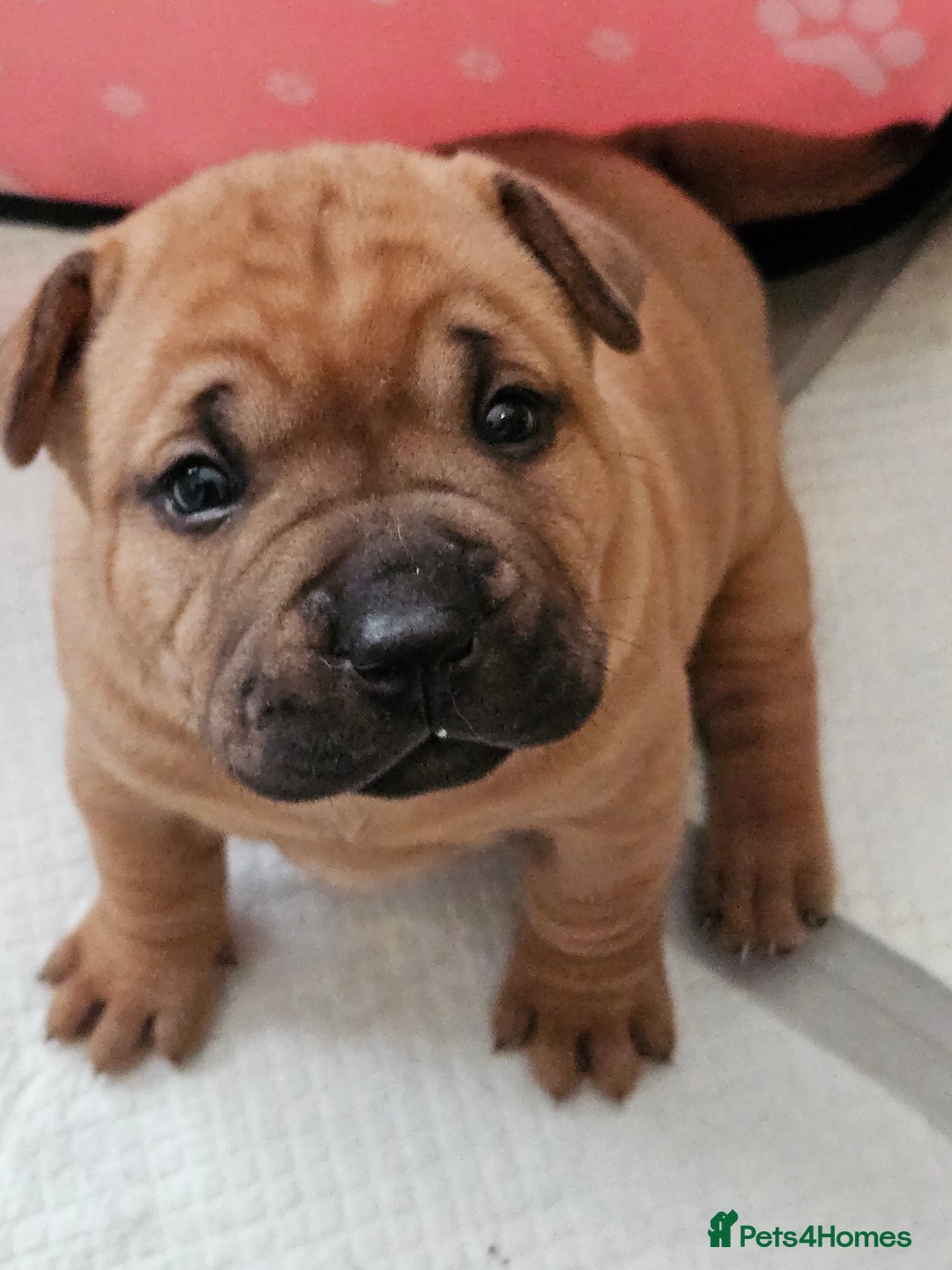 Shar Pei dogs for sale: Shar Pei puppies (READY TO GO NOW) - Image 5