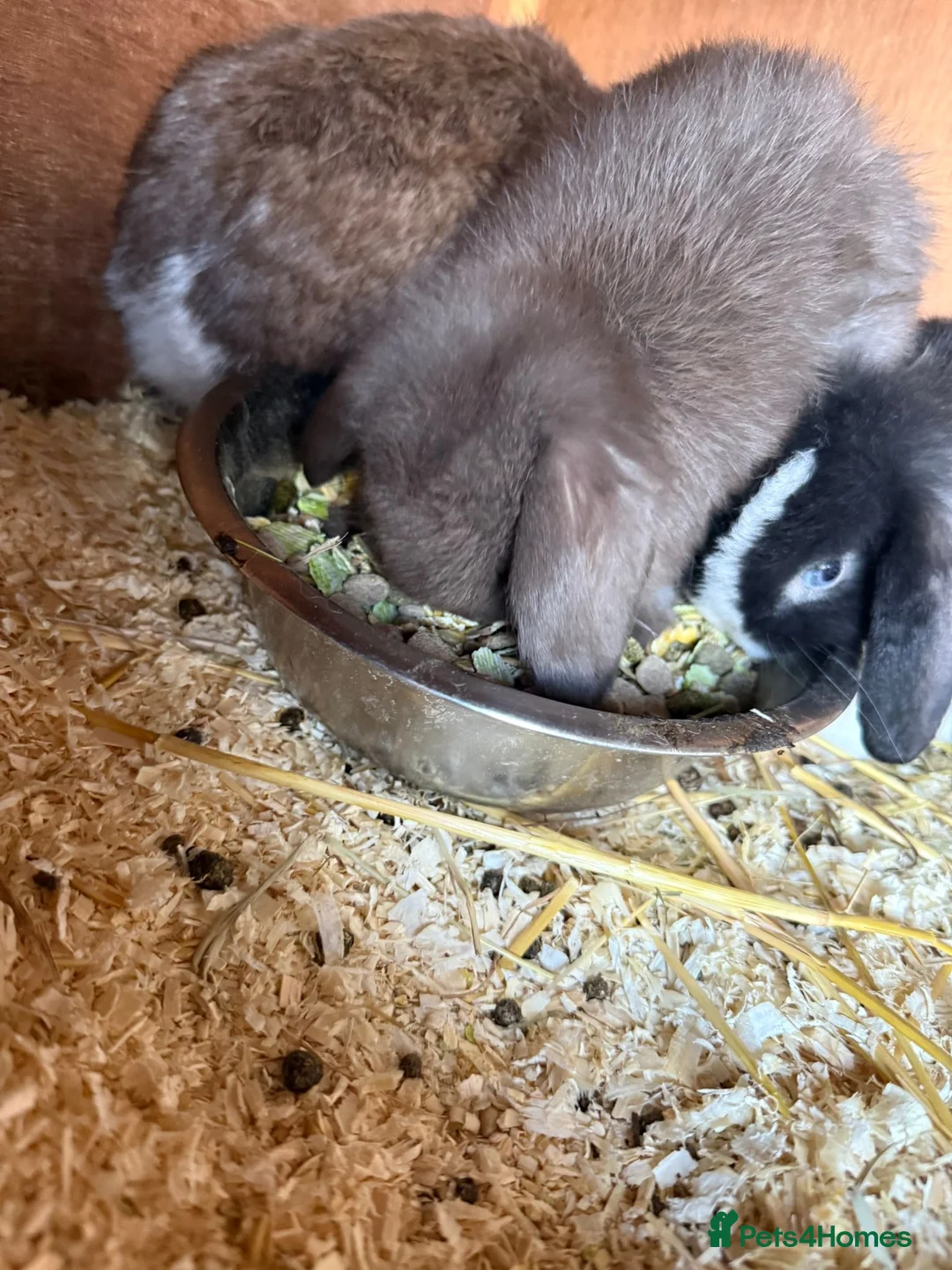 Mini Lop rabbits for sale: One beautiful baby rabbit for sale  - Advert 5