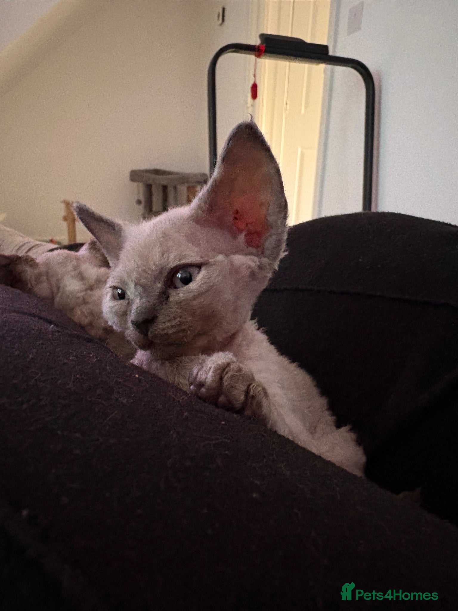 Devon Rex cats ❤️Devon rex female available 😻 - Advert 1