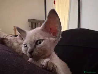 Devon Rex cats ❤️Devon rex female available 😻 - Advert 1