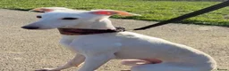 Italian Greyhound dogs for sale: KC reg boys  - Advert 10