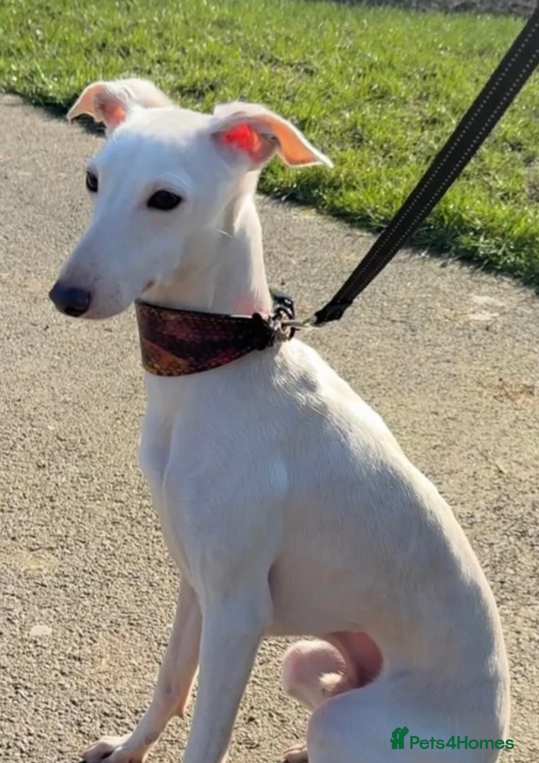 Italian Greyhound dogs for sale: KC reg boys  - Advert 10
