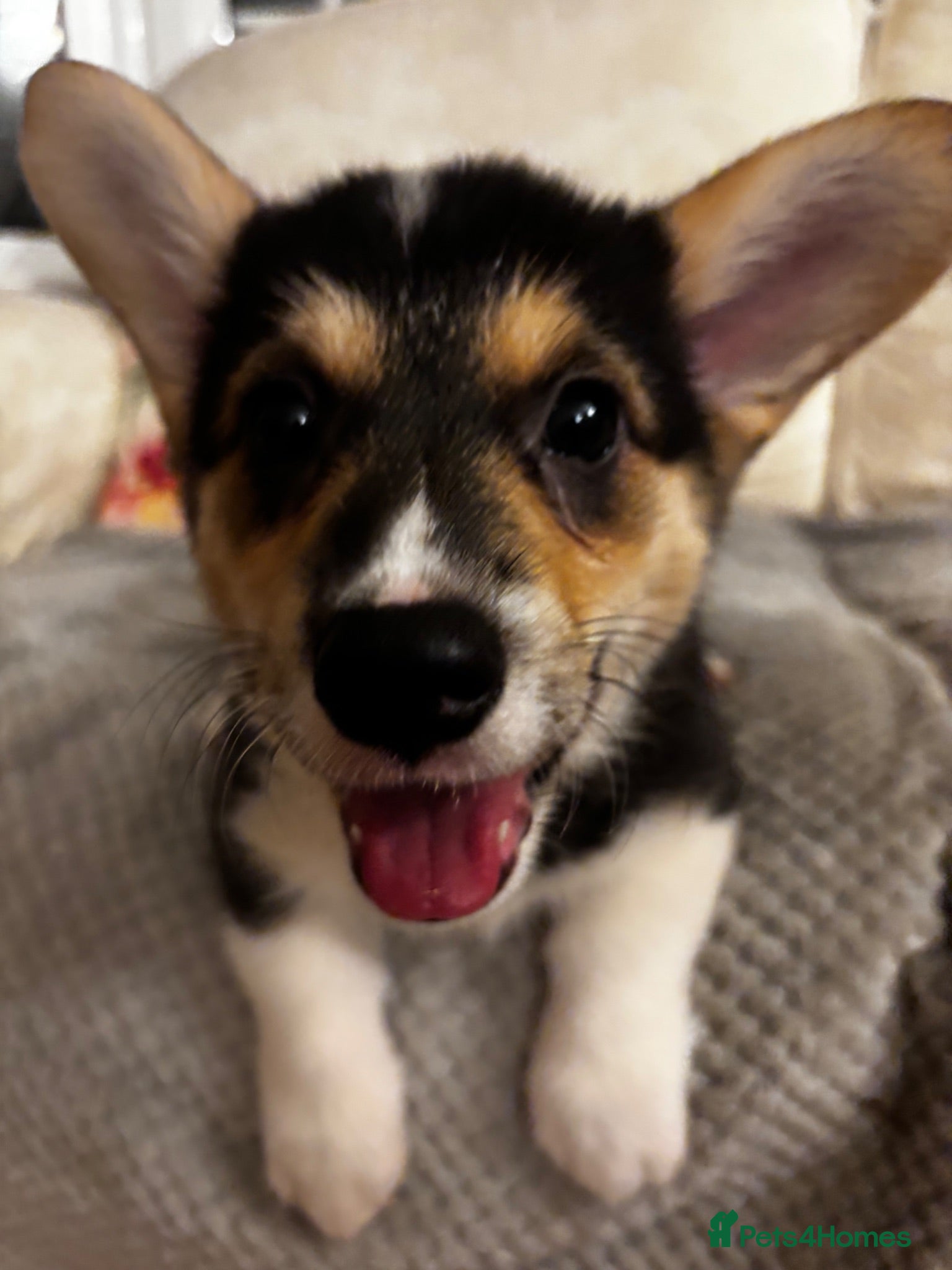 Welsh Corgi Pembroke dogs KC Registered Pembroke Welsh Corgi Puppies - Advert 2