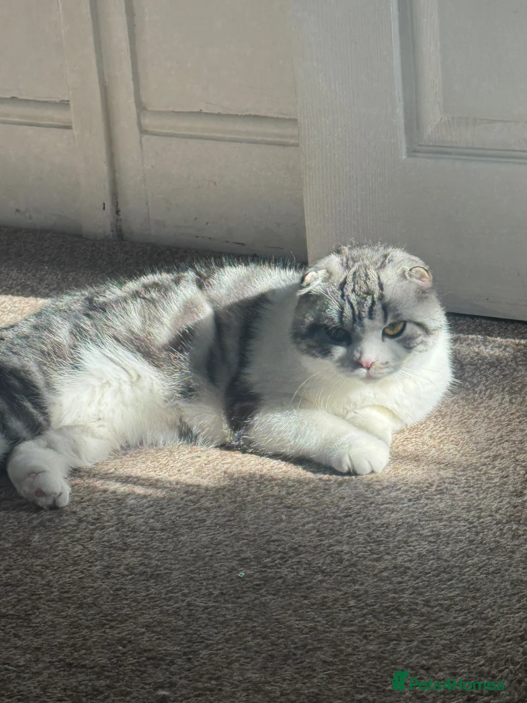 Scottish Fold cats for sale: Yamii - Advert 2