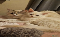 Ragdoll cats for sale: Beautiful Blue Eye, White Female Ragdoll - Image 15