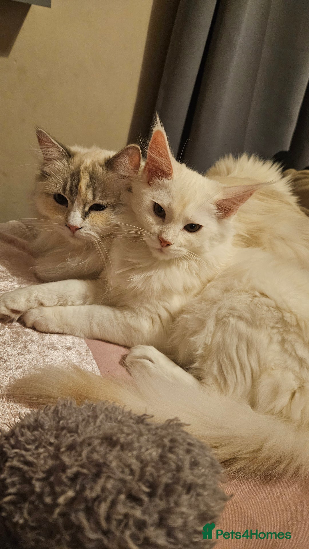 Ragdoll cats for sale: Beautiful Blue Eye, White Female Ragdoll - Image 15
