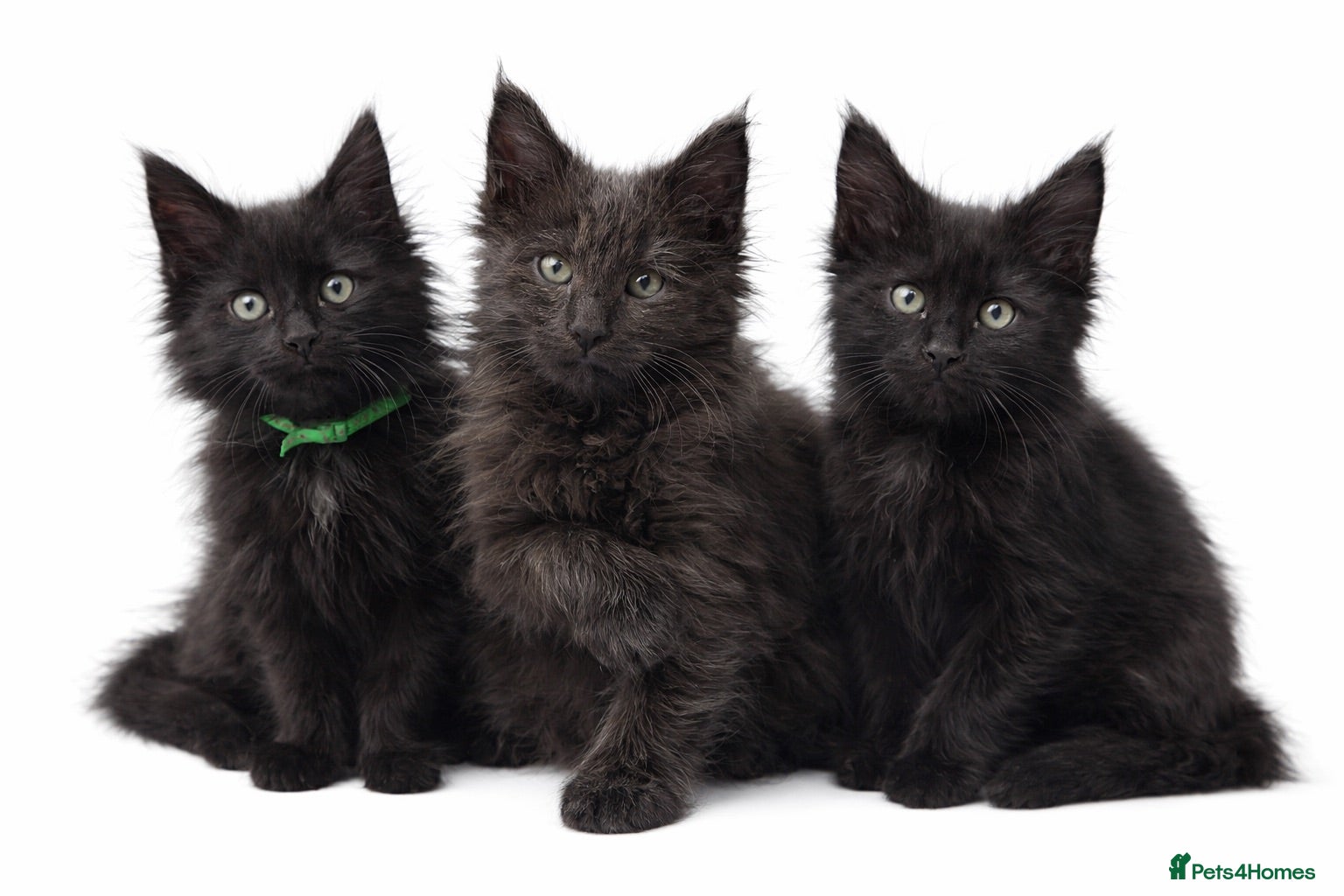 Maine Coon cats READY NOW🐾 BEAUTIFUL MAINE COON KITTENS 🐾 - Advert 9