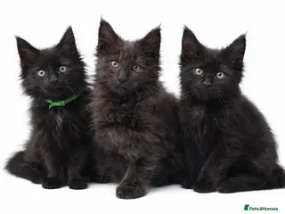 Maine Coon cats READY NOW🐾 BEAUTIFUL MAINE COON KITTENS 🐾 - Advert 3