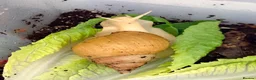 Snails invertebrates for sale: Giant African Land Snail - Advert 1