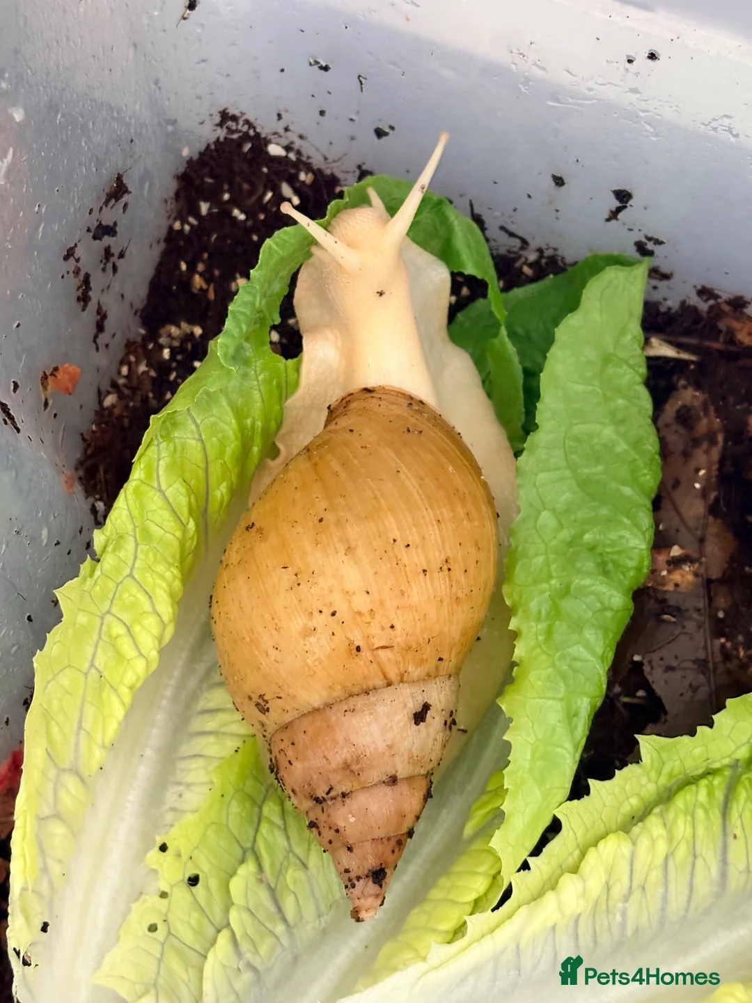 Snails invertebrates for sale: Giant African Land Snail - Advert 1