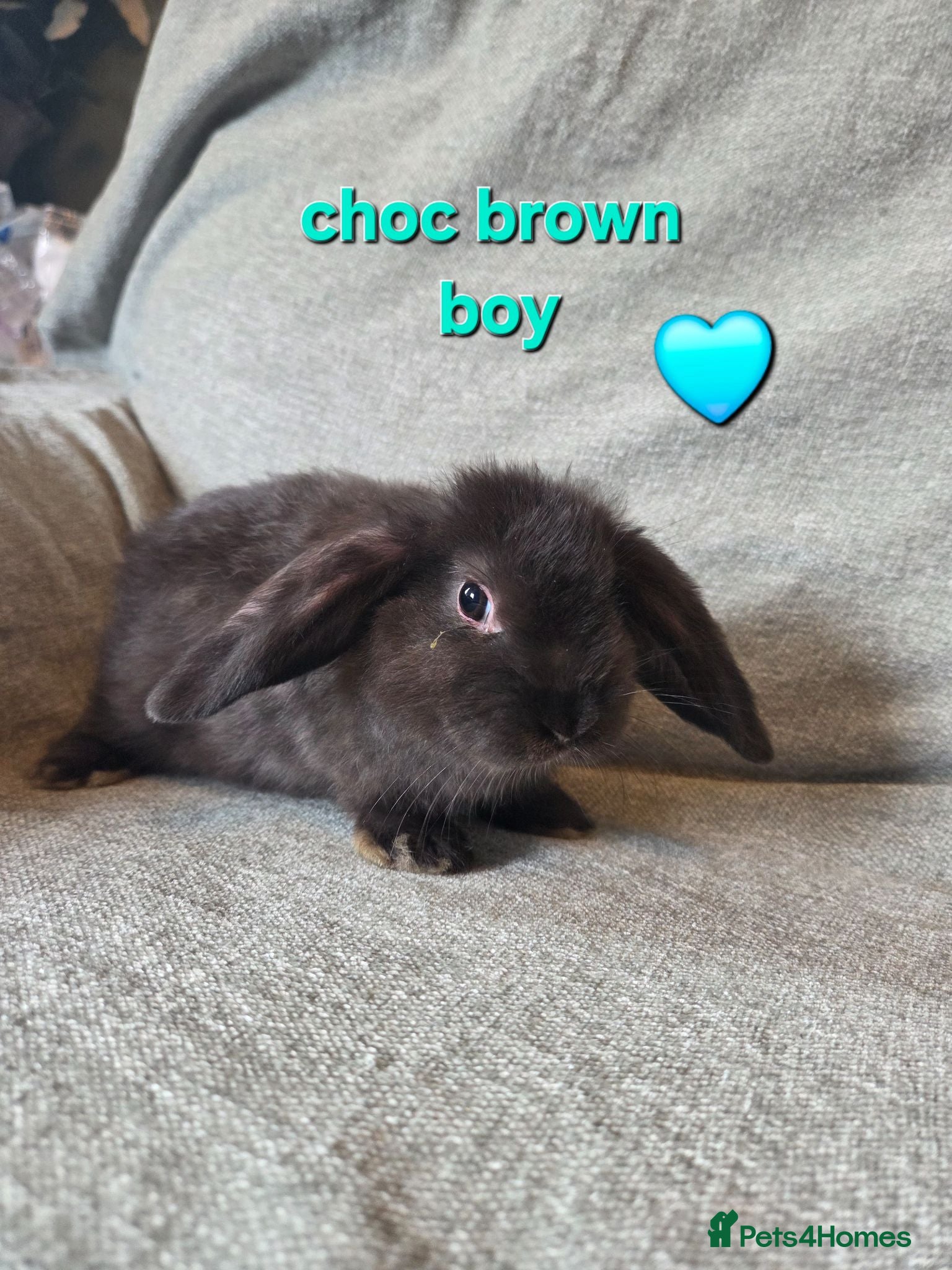 Mini Lop rabbits VERY TAME Mini lop baby bunnies ready to leave now - Advert 1